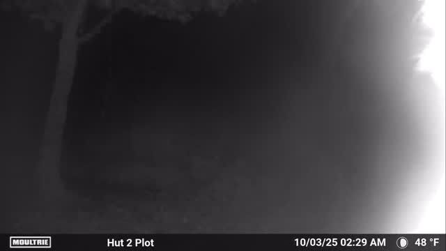 This buck came across my friends trail cam last night to say hello!